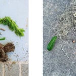 nature faces blog 480x480